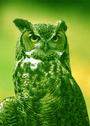 Avatar von Green Owl